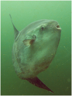 ocean sunfish, common mola