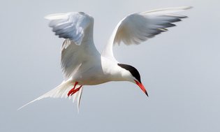 common tern, tern,seabird