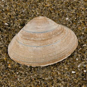 atlantic surf clam, clam, surf clam