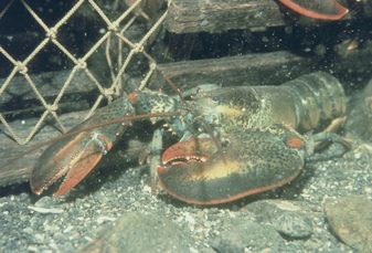 american lobster, lobster,lobster trap
