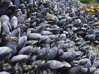 blue mussel,mussel