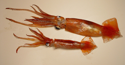 short-finned squid, squid