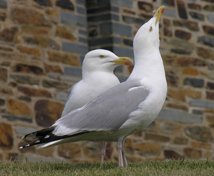 herring gull, gull, seagull, seabird