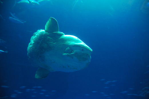 ocean sunfish