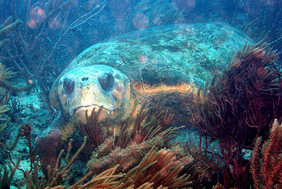 loggerhead sea turtle, sea turtle, turtle