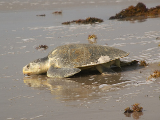 kemp's ridley sea turtle, kemp's ridley, sea turtle, turtle
